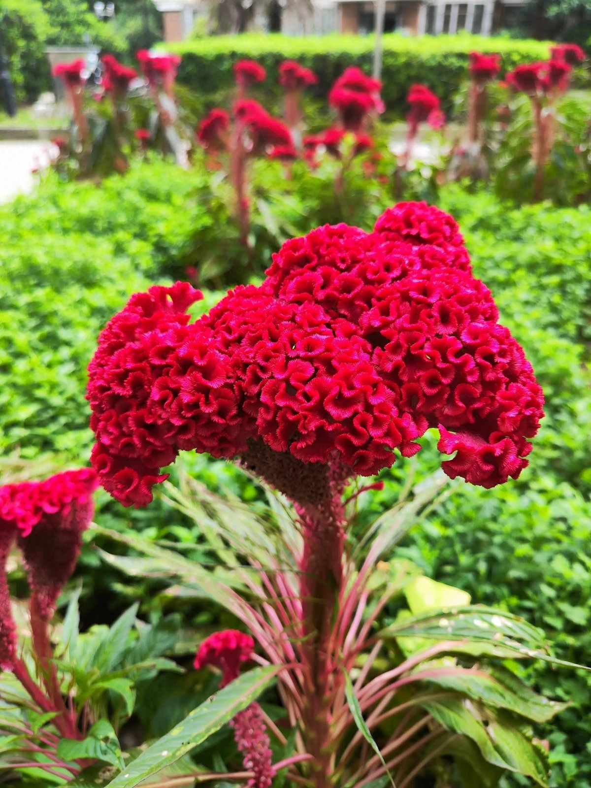 Mào gà – biểu tượng rực rỡ của ký ức thôn quê: Dù bình dị, hoa mào gà mang đến niềm vui thuần khiết. Vẻ rực rỡ, bền bỉ của chúng như ánh lửa nhỏ sưởi ấm ký ức của bao thế hệ.