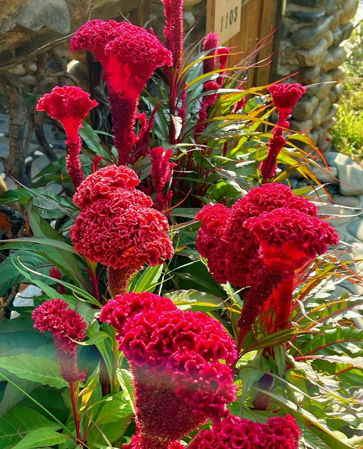 Hoa đỏ như đuốc, tiếp lửa cho tâm hồn: Mào gà đỏ rực như ngọn đuốc – hình tượng của sự sống mãnh liệt. Vẻ đẹp ấy tiếp thêm sức mạnh và cảm hứng cho người ngắm.