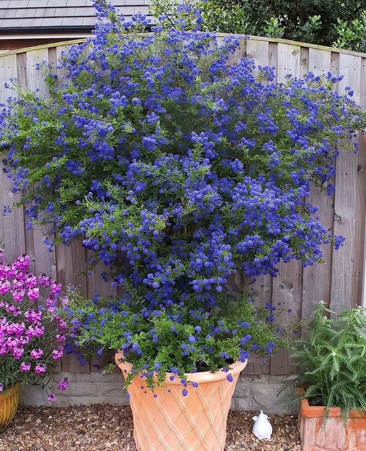 Dưới ánh nắng, cây cảnh này tỏa sáng rực rỡ như dát vàng lên từng cánh hoa, khiến vườn nhà trở thành điểm check-in lý tưởng, viral trên TikTok và Instagram.