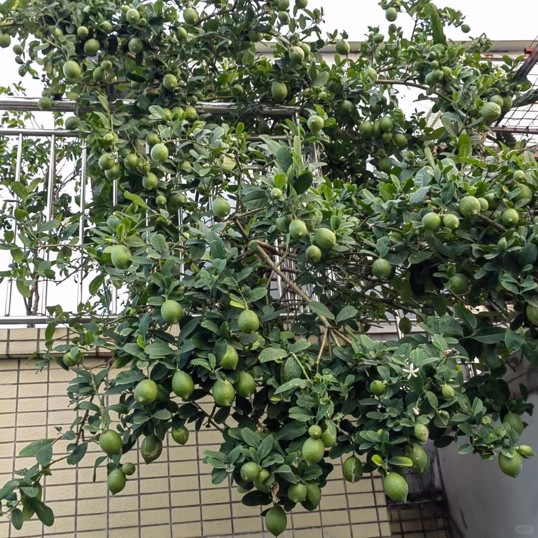 Cây chanh còn mang ý nghĩa tình yêu trong sáng, trẻ trung. Nó nhắc nhở con người hãy biết trân trọng, gìn giữ hạnh phúc để có cái kết viên mãn.