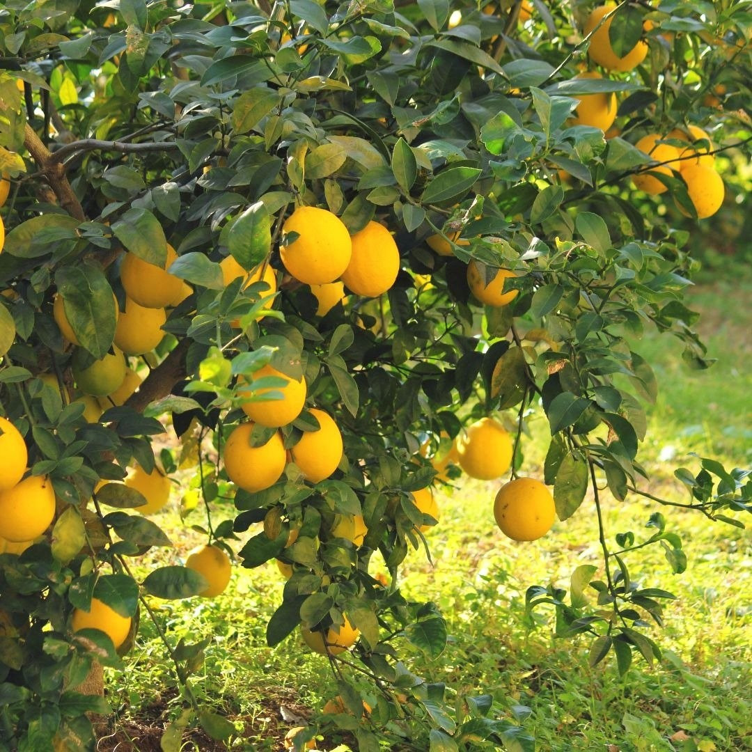 View - Trồng cây chanh trong nhà đúng vị trí hút lộc, tài lộc ùn ùn đến | Báo Tri thức và Cuộc sống - TIN TỨC PHỔ BIẾN KIẾN THỨC 24H