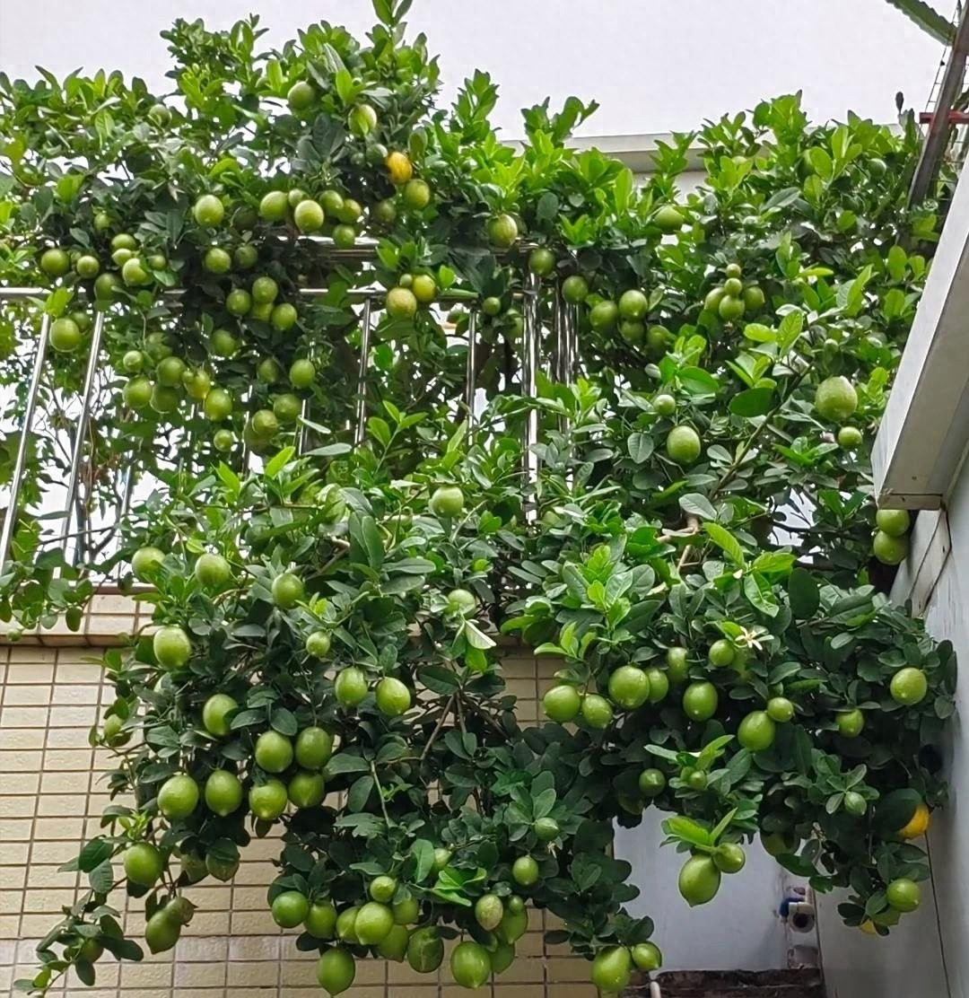 View - Trồng cây chanh trong nhà đúng vị trí hút lộc, tài lộc ùn ùn đến | Báo Tri thức và Cuộc sống - TIN TỨC PHỔ BIẾN KIẾN THỨC 24H