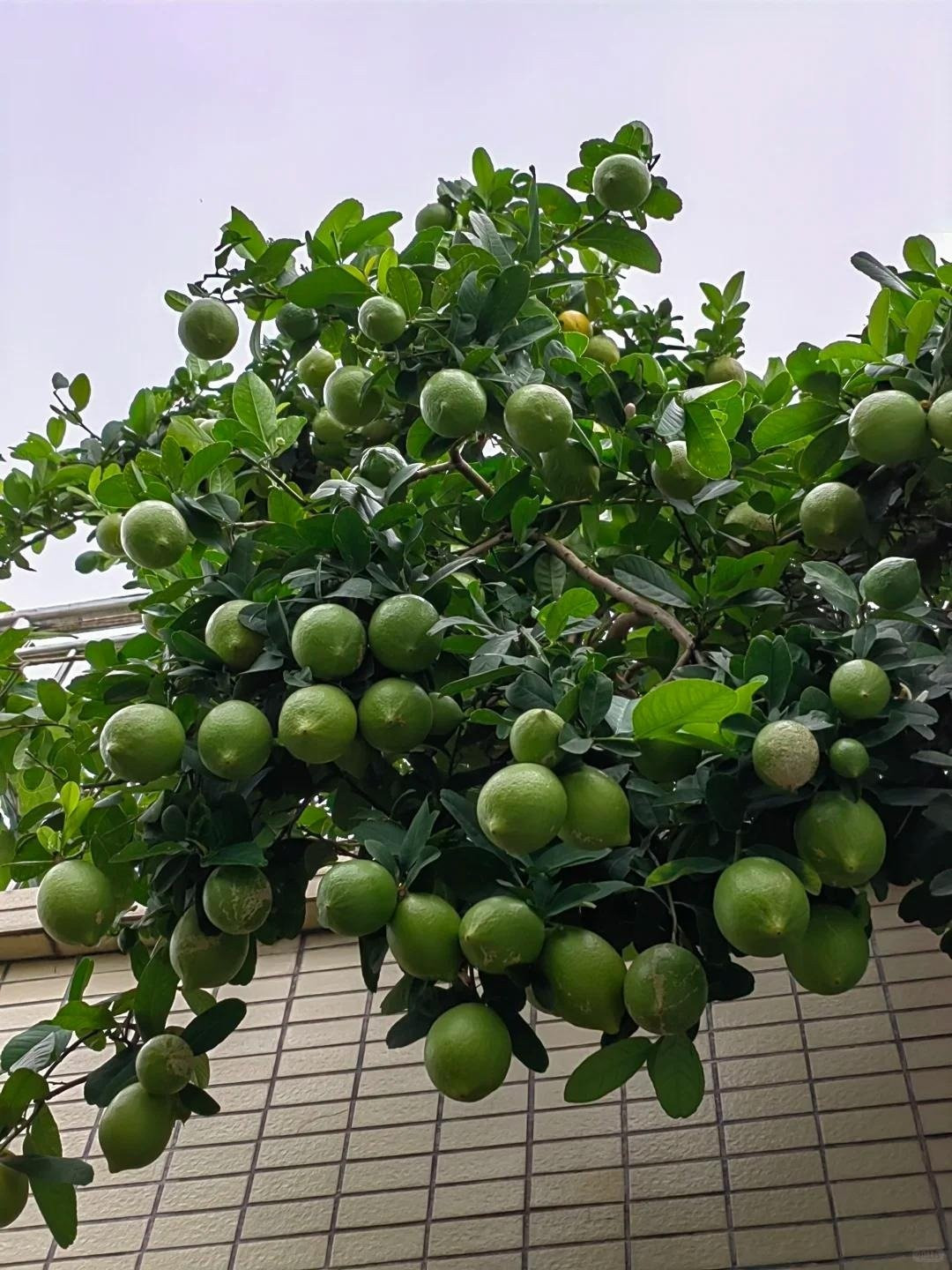 View - Trồng cây chanh trong nhà đúng vị trí hút lộc, tài lộc ùn ùn đến | Báo Tri thức và Cuộc sống - TIN TỨC PHỔ BIẾN KIẾN THỨC 24H