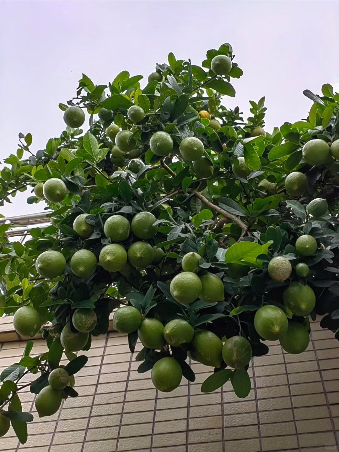 Tuy nhiên, cần tránh đặt cây chanh ở nơi quá râm mát hoặc hướng Tây, vì điều này có thể ảnh hưởng đến sự sinh trưởng và phong thủy ngôi nhà.