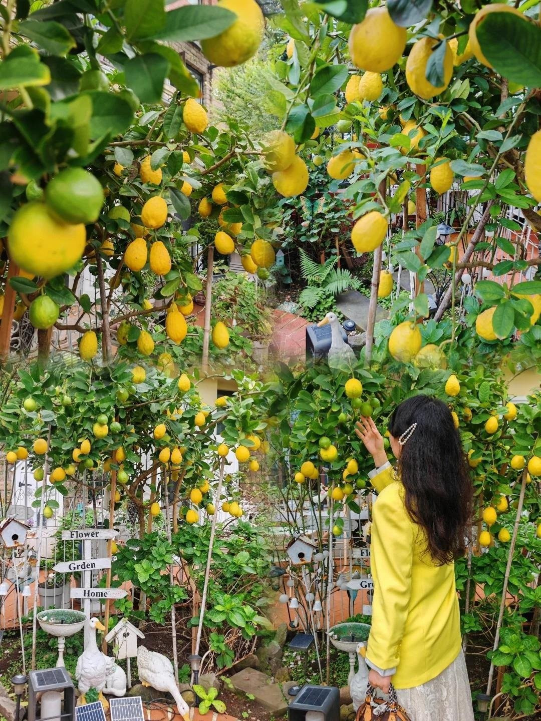 View - Trồng cây chanh trong nhà đúng vị trí hút lộc, tài lộc ùn ùn đến | Báo Tri thức và Cuộc sống - TIN TỨC PHỔ BIẾN KIẾN THỨC 24H