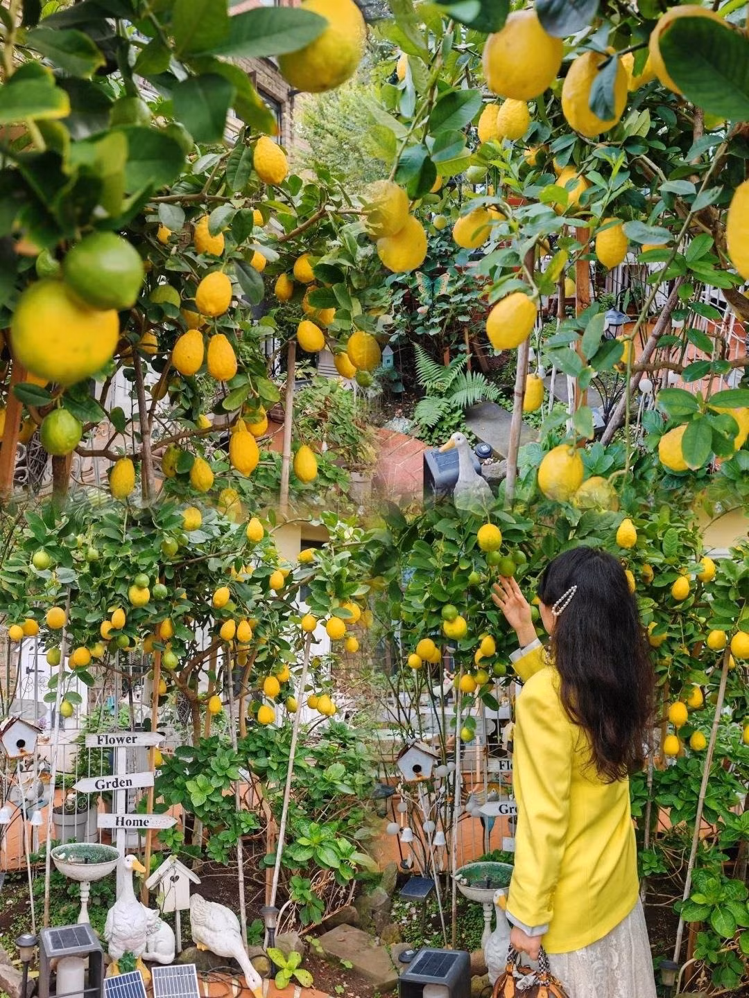 Từ một cây non nhỏ bé, chanh có thể vươn mình thành cây to, trắng hoa, quả sai, mang lại niềm vui thu hoạch và cảm giác no đủ.