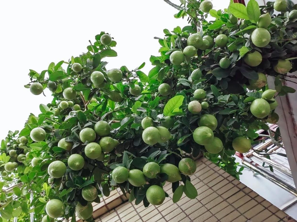 View - Trồng cây chanh trong nhà đúng vị trí hút lộc, tài lộc ùn ùn đến | Báo Tri thức và Cuộc sống - TIN TỨC PHỔ BIẾN KIẾN THỨC 24H