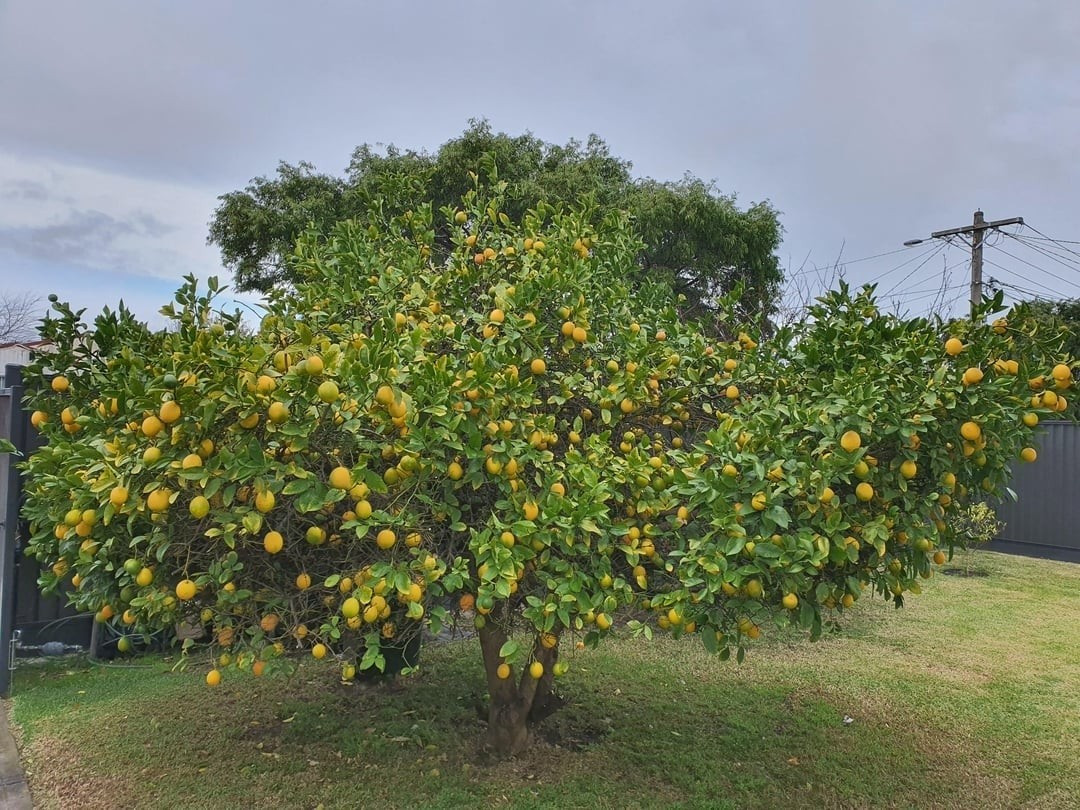View - Trồng cây chanh trong nhà đúng vị trí hút lộc, tài lộc ùn ùn đến | Báo Tri thức và Cuộc sống - TIN TỨC PHỔ BIẾN KIẾN THỨC 24H