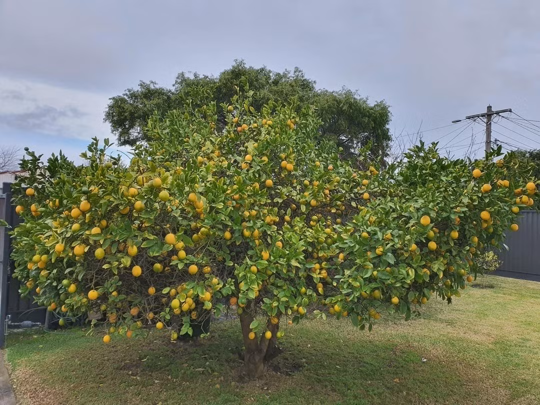 Cây chanh được xem là một trong những loại cây cảnh dễ trồng và được yêu thích nhất, vừa cho hoa thơm, vừa có quả ngon, lại mang nhiều giá trị phong thủy.