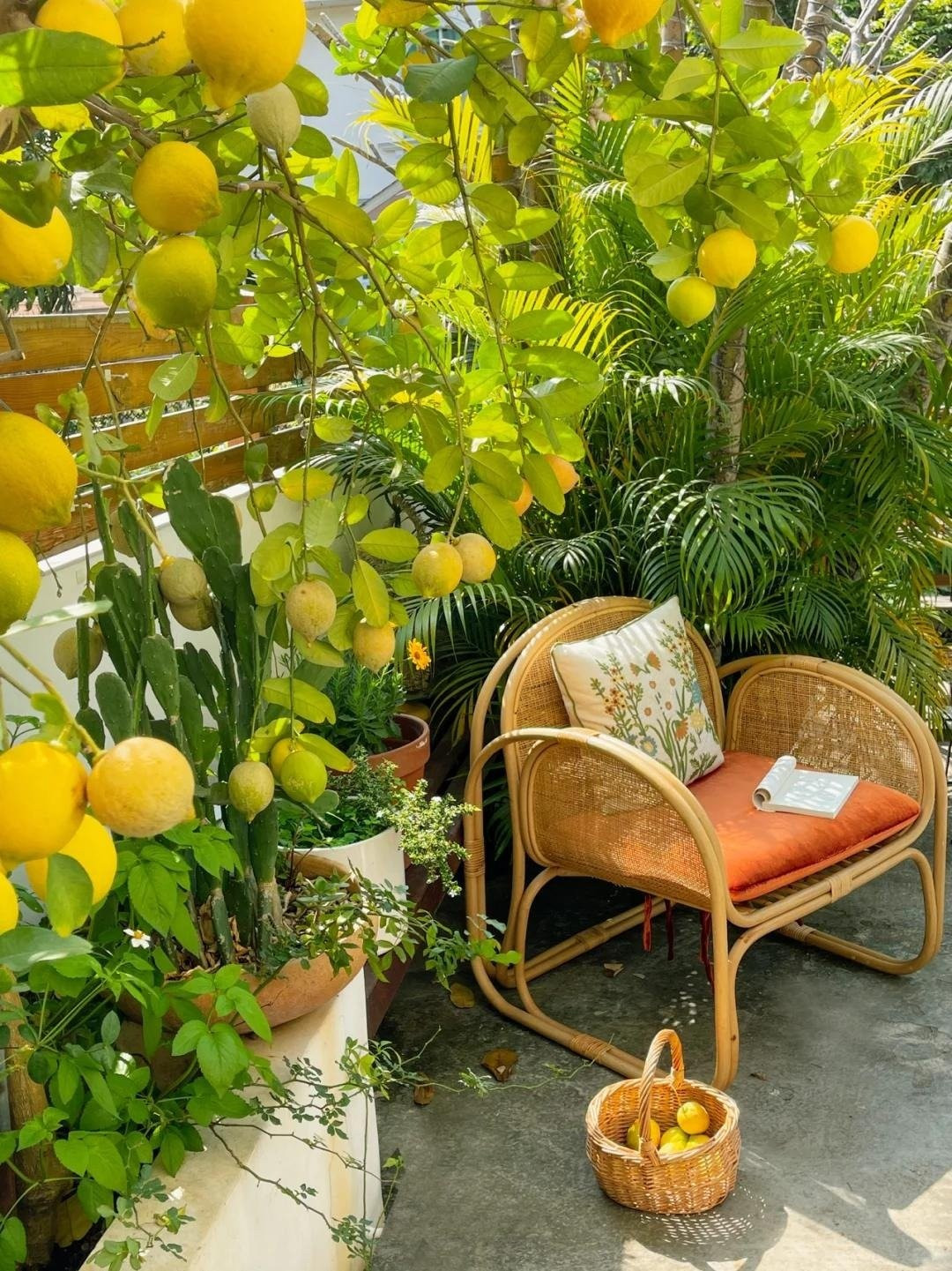 View - Trồng cây chanh trong nhà đúng vị trí hút lộc, tài lộc ùn ùn đến | Báo Tri thức và Cuộc sống - TIN TỨC PHỔ BIẾN KIẾN THỨC 24H