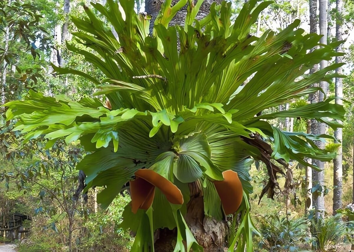 Cái tên “sừng hươu” bắt nguồn từ hình dạng lá dài, phân nhánh như gạc hươu. Một số lá lại giống bắp cải, tai voi hay tạo thành hình ổ kỳ lạ trên cao.