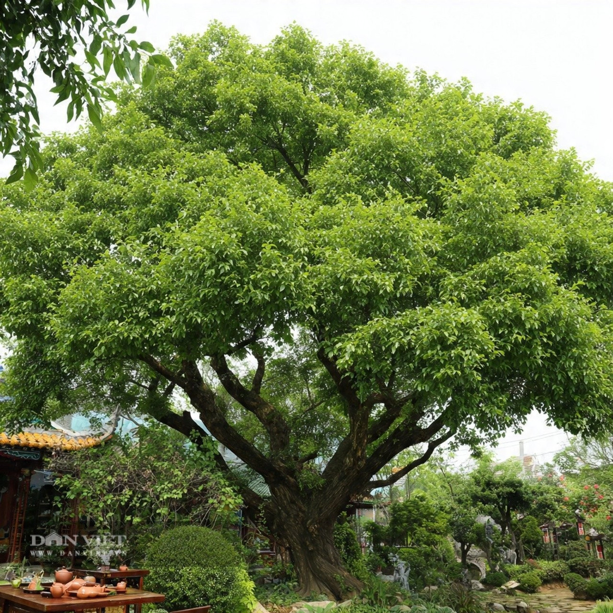 Người xưa cũng có câu: &quot;Nếu có cây du sau nhà thì ma quỷ sẽ không đến gần”.