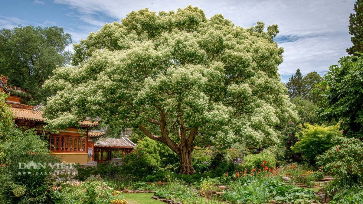 Người xưa thường trồng cây long não trước nhà, trước cổng để đón tài lộ