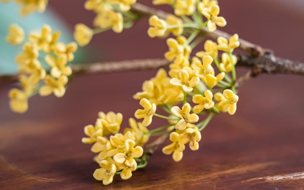 View - 5 loài hoa vừa đẹp vừa vượng khí, trồng một lần hưởng lộc dài lâu | Báo Tri thức và Cuộc sống - TIN TỨC PHỔ BIẾN KIẾN THỨC 24H