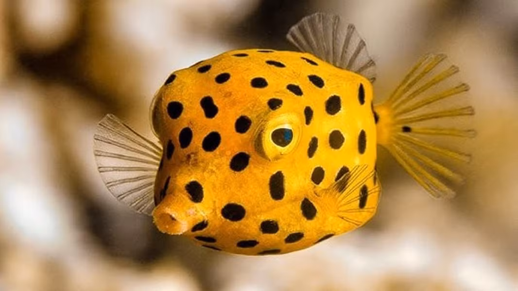 Cá nóc hòm vàng có lớp giáp cứng liên kết với nhau thành hình hộp bao quanh cơ thể, đóng vai trò như bộ giáp bảo vệ chúng trước động vật săn mồi nhưng lại hạn chế độ linh hoạt. Vì vậy, khi muốn di chuyển, cá nóc hòm vàng chỉ sử dụng vây.