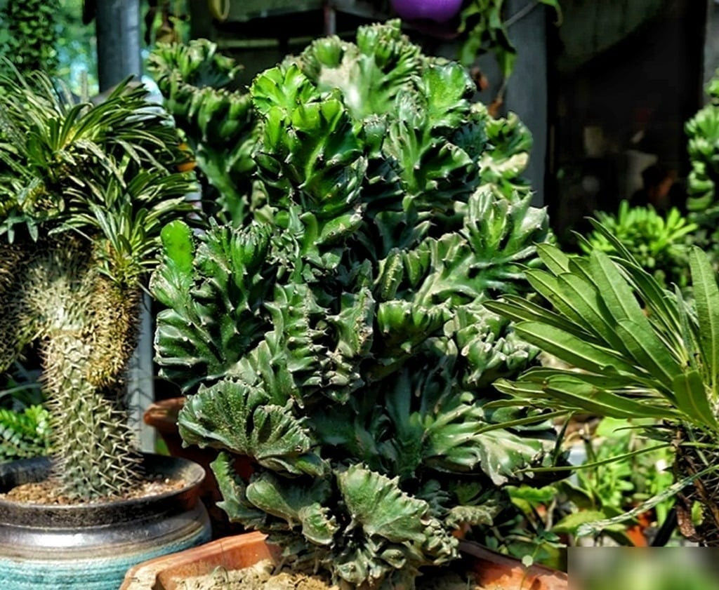 Tên gọi ngọc kỳ lân xuất phát từ hình dáng cây giống loài kỳ lân huyền thoại. Người xưa tin rằng, cây tượng trưng cho sự trường tồn, vững chãi và là “cây giữ nhà”, giúp xua đuổi tà khí, bảo vệ gia đình khỏi những điều xui rủi.