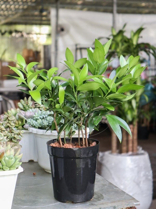 Trong phong thủy, cây cảnh kim giao được coi là biểu tượng của sự giàu có, may mắn và thịnh vượng, giúp cân bằng năng lượng xung quanh ngôi nhà.