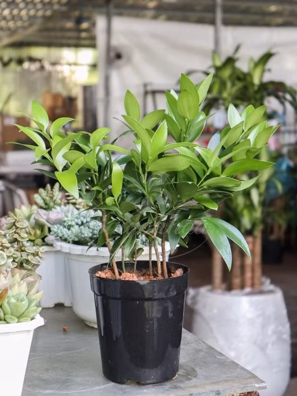 Trong phong thủy, cây cảnh kim giao được coi là biểu tượng của sự giàu có, may mắn và thịnh vượng, giúp cân bằng năng lượng xung quanh ngôi nhà.