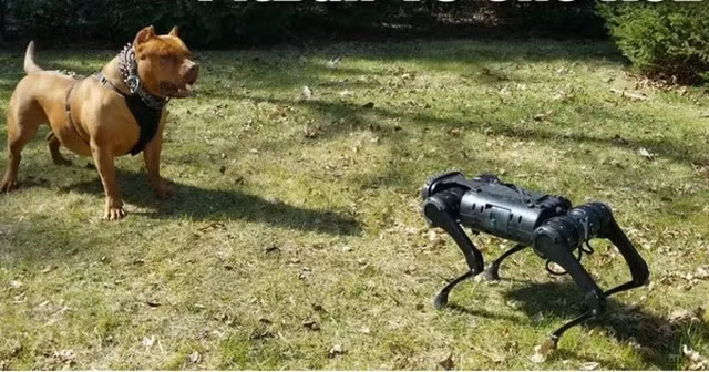 Cuộc gặp giữa chó thật và chó robot AI khiến cư dân mạng vừa thích thú vừa suy ngẫm về tương lai sống chung giữa công nghệ và sinh vật sống.(Ảnh: Thanh niên Việt)