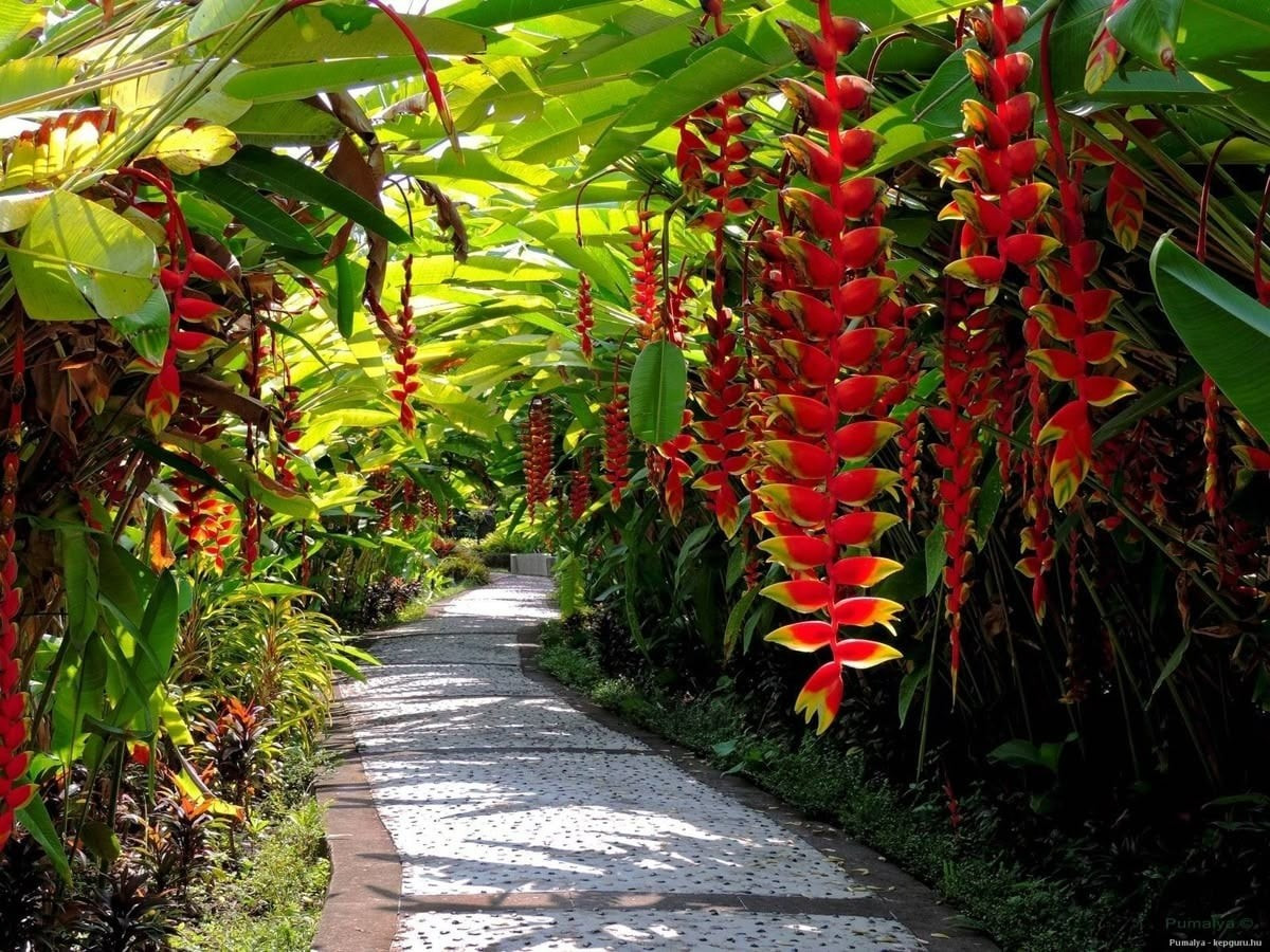 Liễu pháo – Russelia equisetiformis – gây ấn tượng với những cành hoa nhỏ đỏ rủ dài như tràng pháo tép tuổi thơ.