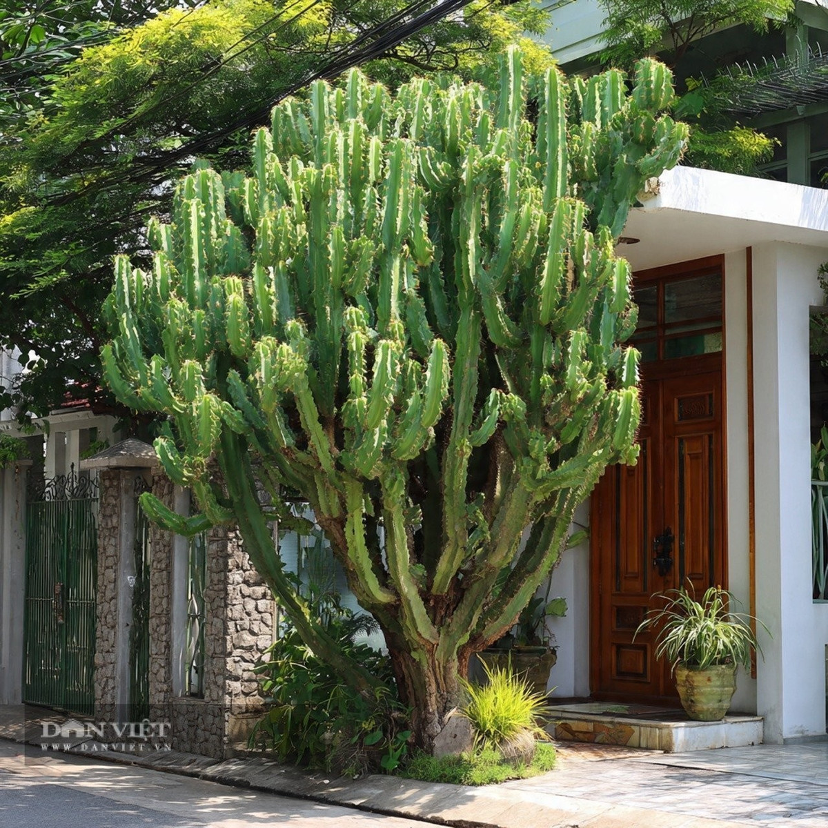 Người xưa khuyên cây có gai như xương rồng không nên trồng chắn cửa nhà