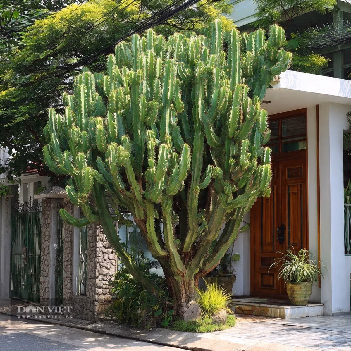 Người xưa khuyên cây có gai như xương rồng không nên trồng chắn cửa nhà