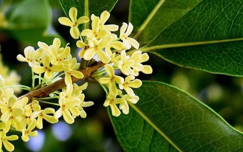 View - 5 loài hoa vừa đẹp vừa vượng khí, trồng một lần hưởng lộc dài lâu | Báo Tri thức và Cuộc sống - TIN TỨC PHỔ BIẾN KIẾN THỨC 24H