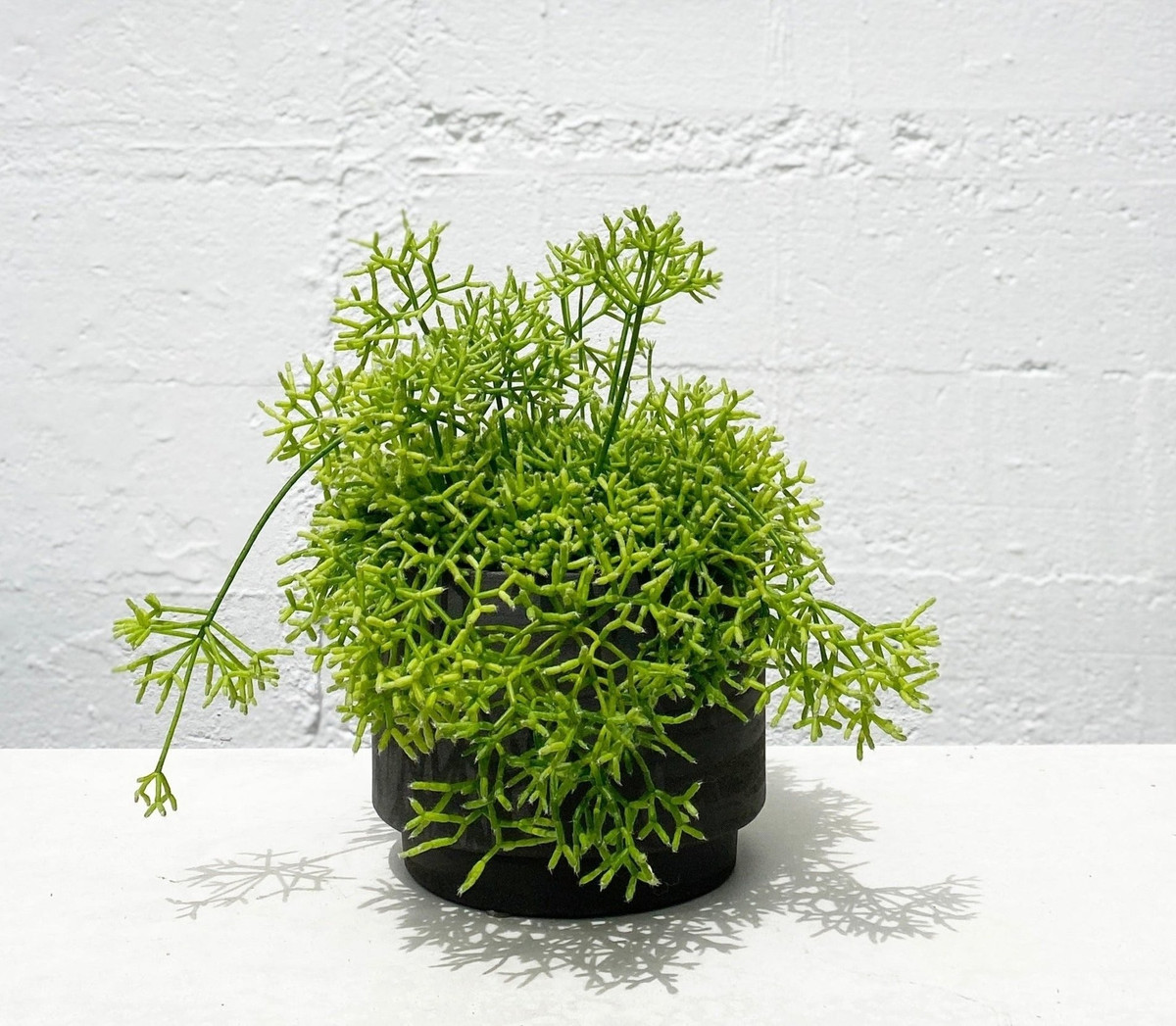 View - Độc lạ cây cảnh “khúc xương nhảy múa”, hút tài lộc và may mắn | Báo Tri thức và Cuộc sống - TIN TỨC PHỔ BIẾN KIẾN THỨC 24H