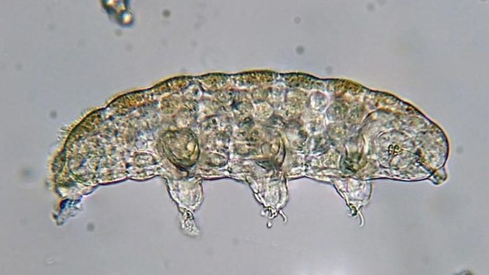 Gấu nước (Tardigrades). Gấu nước có khả năng đóng băng trao đổi chất trong trạng thái khô, chịu được bức xạ cực mạnh, áp suất vượt trội và thậm chí cả điều kiện chân không để tái sinh khi có nước.