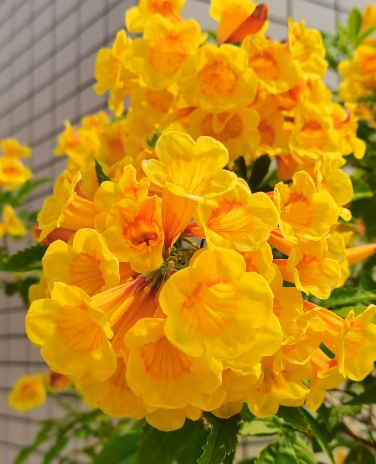 Không chỉ đẹp và nổi bật, chuông cam còn dễ chăm sóc, cho hoa nhiều, bền và kéo dài, thậm chí có phần vượt trội hơn cả hoa giấy về thời gian nở hoa.