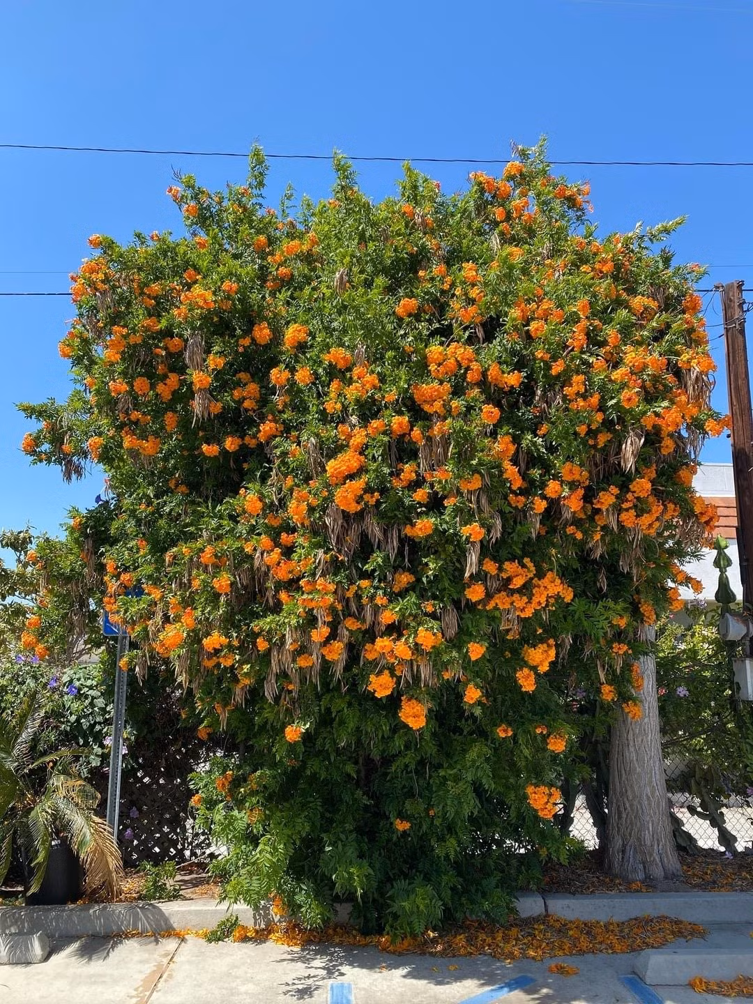 Dưới nắng, hoa như phát sáng, kết hợp với tán lá xanh tươi và quả hình đậu thon dài tạo nên vẻ đẹp nhiệt đới đầy sức sống cho không gian sân vườn.