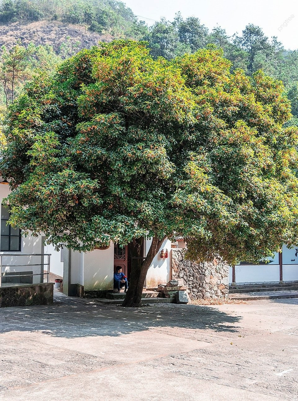 Người xưa tin rằng hương mộc hương có thể thu hút năng lượng tích cực, giúp gia đình gặp nhiều may mắn, tài lộc và quý nhân phù trợ. Chính vì vậy, đây được xem là “cây chiêu tài tiến lộc” trong phong thủy.