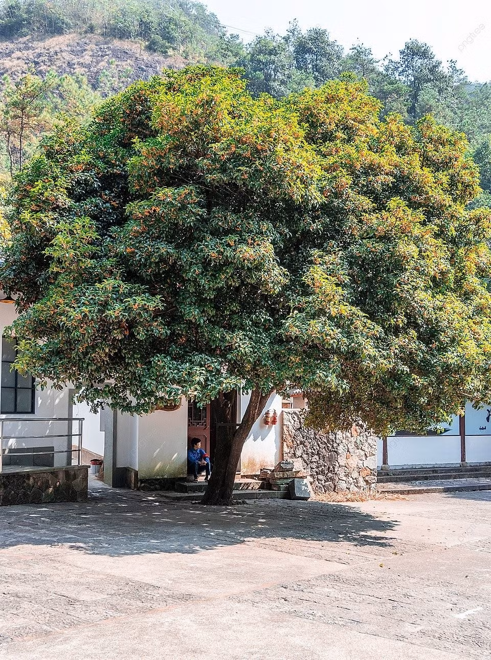 Người xưa tin rằng hương mộc hương có thể thu hút năng lượng tích cực, giúp gia đình gặp nhiều may mắn, tài lộc và quý nhân phù trợ. Chính vì vậy, đây được xem là “cây chiêu tài tiến lộc” trong phong thủy.