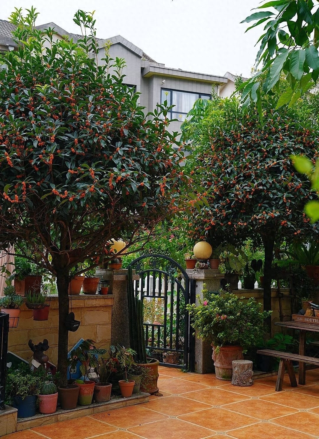 3. Mộc hương – Loài cây mang hương phú quý và năng lượng tốt lành: Mộc hương nổi tiếng với hương thơm “lan xa mười dặm”, ngọt ngào và thanh khiết. Dù lặng lẽ, cây lại có sức sống mãnh liệt, nhiều cây cổ thụ sống hàng trăm năm, nở hoa rực rỡ mỗi độ thu về.