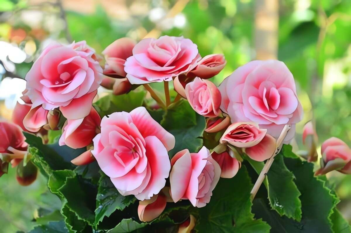 Cây cảnh thu hải đường nổi bật với những bông hoa rực rỡ, tươi tắn cùng màu sắc đa dạng từ trắng, hồng đến đỏ thẫm.