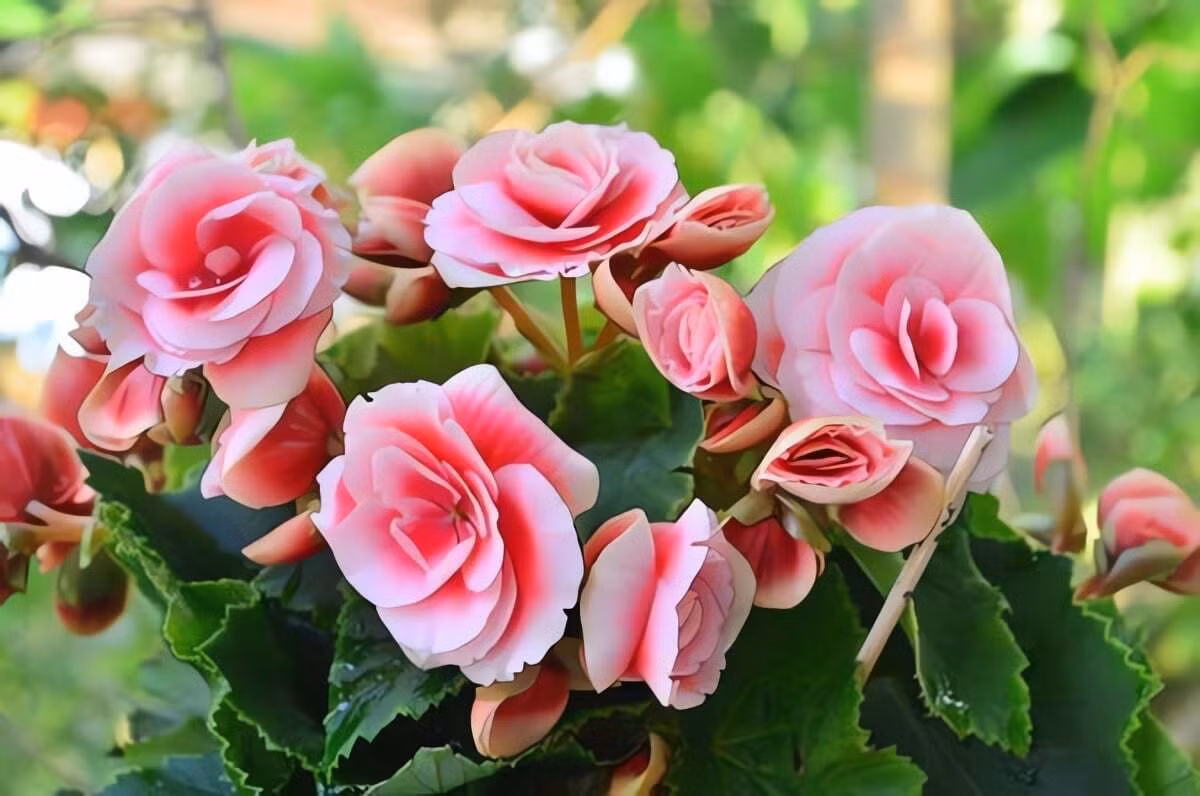 Cây cảnh thu hải đường nổi bật với những bông hoa rực rỡ, tươi tắn cùng màu sắc đa dạng từ trắng, hồng đến đỏ thẫm.