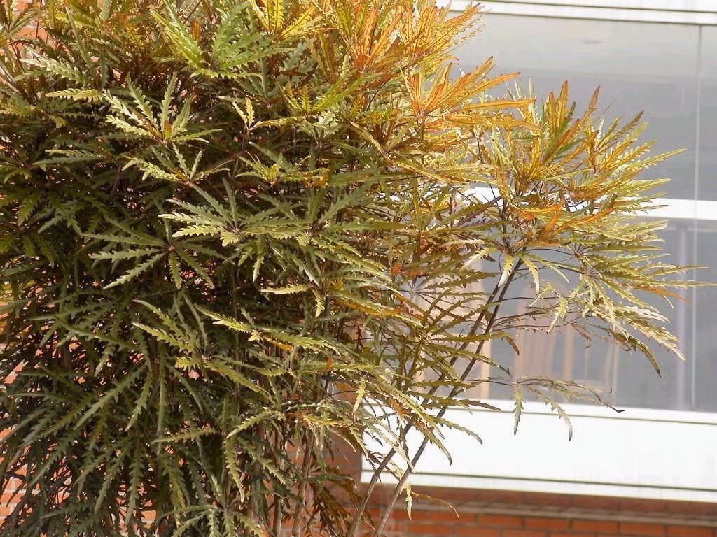 Ngôn ngữ của cây cảnh này là tích cực và gia đình hòa thuận. Ảnh minh họa Toutiao