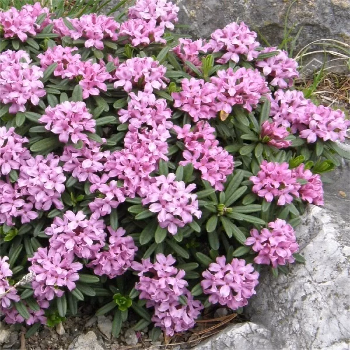 Một loài hoa mang đến sự thanh lịch và tinh tế cho vườn nhà: Không chỉ sở hữu vẻ đẹp tuyệt vời, thụy hương công chúa nước hoa còn có ý nghĩa phong thủy sâu sắc. Đây là loài cây tượng trưng cho sự may mắn, hạnh phúc và tình yêu, giúp tạo nên một không gian sống hài hòa và tích cực.