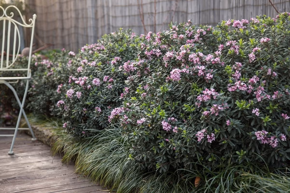 Phong thủy và ý nghĩa sâu sắc của cây thụy hương: Về mặt phong thủy, cây thụy hương công chúa nước hoa được cho là mang đến sự bình yên, hòa hợp và thu hút năng lượng tích cực. Đặt cây trong vườn hoặc gần cửa sổ sẽ giúp tạo ra một môi trường sống thư thái và gắn kết các thành viên trong gia đình.