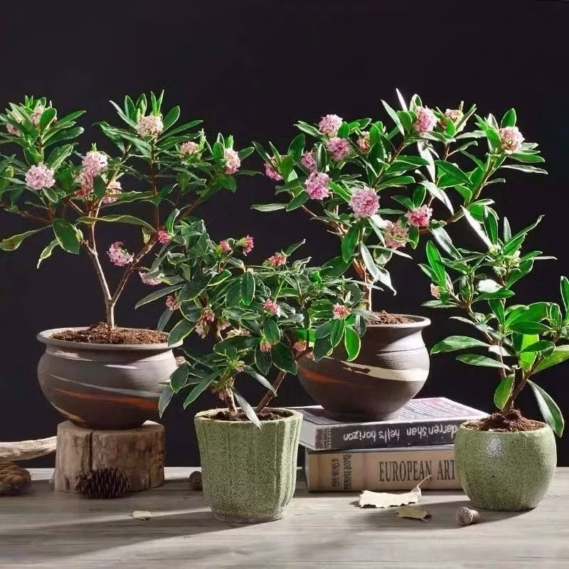 Một khoảnh khắc không thể bỏ qua khi cây thụy hương nở rộ: Mặc dù cây thụy hương công chúa nước hoa có thể nhỏ bé và khiêm tốn, nhưng khi cây nở hoa, không ai có thể bỏ qua sự quyến rũ của nó. Hương thơm ngọt ngào và sự tỏa sáng của hoa sẽ làm cho khu vườn của bạn thêm phần sinh động.