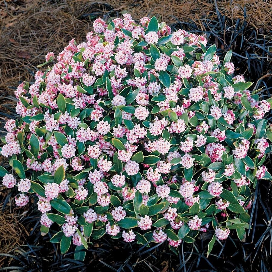 View - Loài cây cảnh tỏa hương như phép màu, mang bình yên vào nhà | Báo Tri thức và Cuộc sống - TIN TỨC PHỔ BIẾN KIẾN THỨC 24H