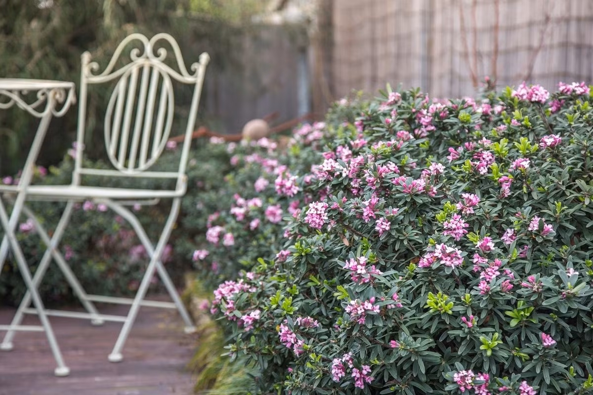 Quý phái và quyến rũ. Cây cao khoảng 1,2m và rộng 1m, có hoa nở từ giữa mùa đông đến cuối mùa xuân. Với tán lá xanh mướt và hoa hồng phấn lớn, loài cây này không chỉ làm đẹp khu vườn mà còn mang lại sự tươi mới và thanh lịch.