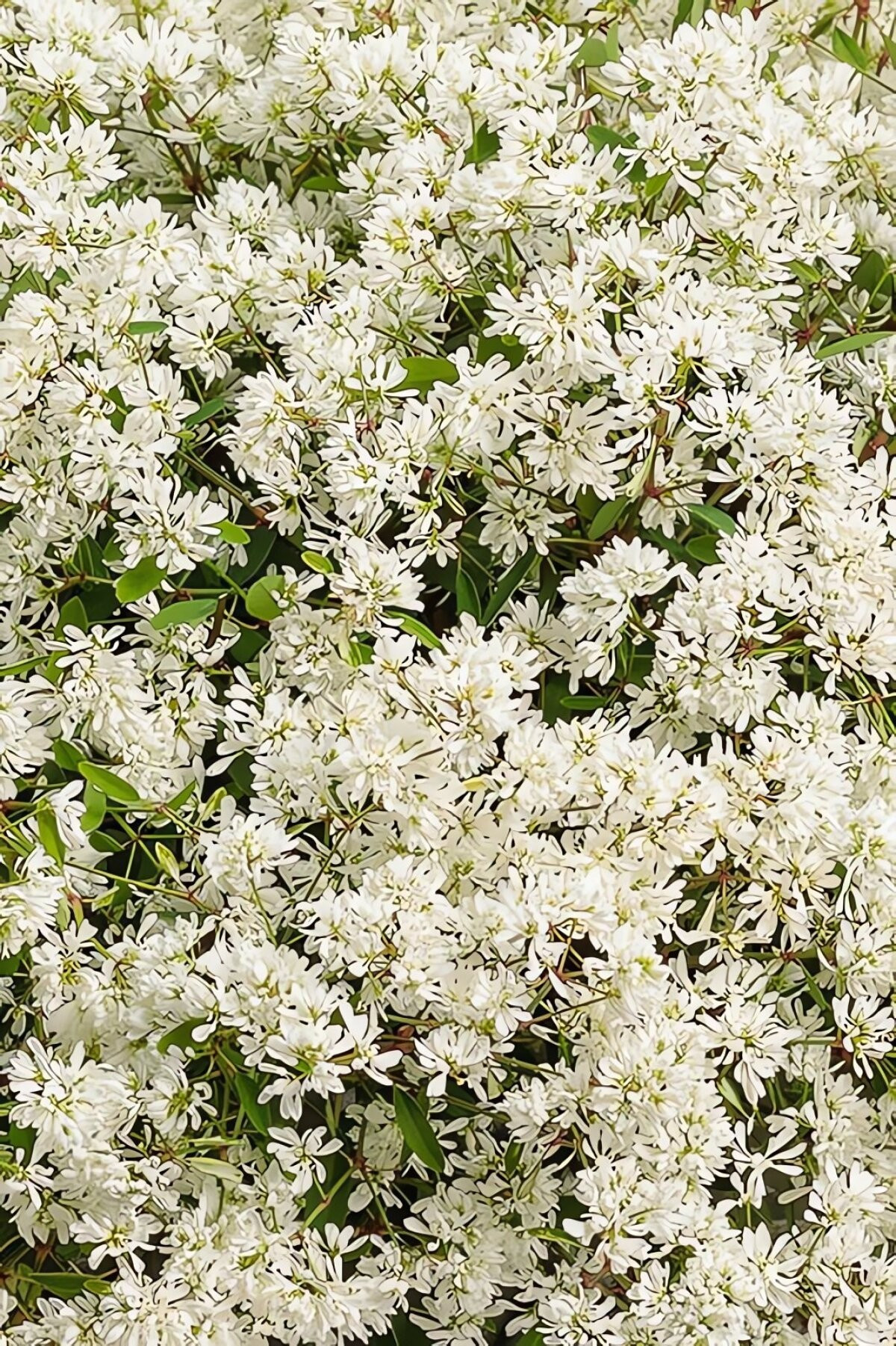 Hoa li ti nhưng bền bỉ. Hoa nở liên tục từ xuân đến thu. Lá mỏng xanh mướt ôm quanh thân thẳng đứng, mang lại nét dịu dàng bền bỉ.