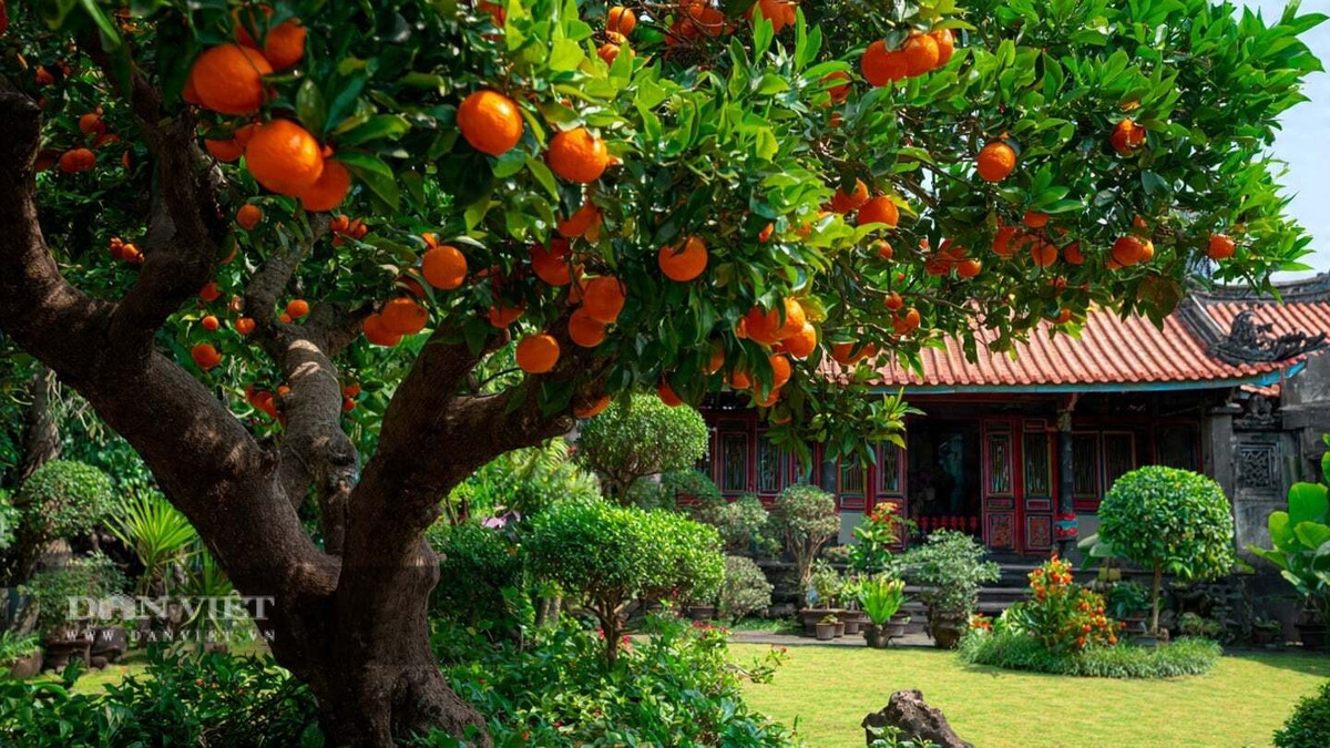 4. Cây cảnh: Cam. Theo quan niệm dân gian, cây cam tượng trưng cho may mắn, tài lộc và thuận buồm xuôi gió. Những chùm quả vàng óng được ví như “vàng treo trước cửa”, mang lại cảm giác giàu sang và thịnh vượng.