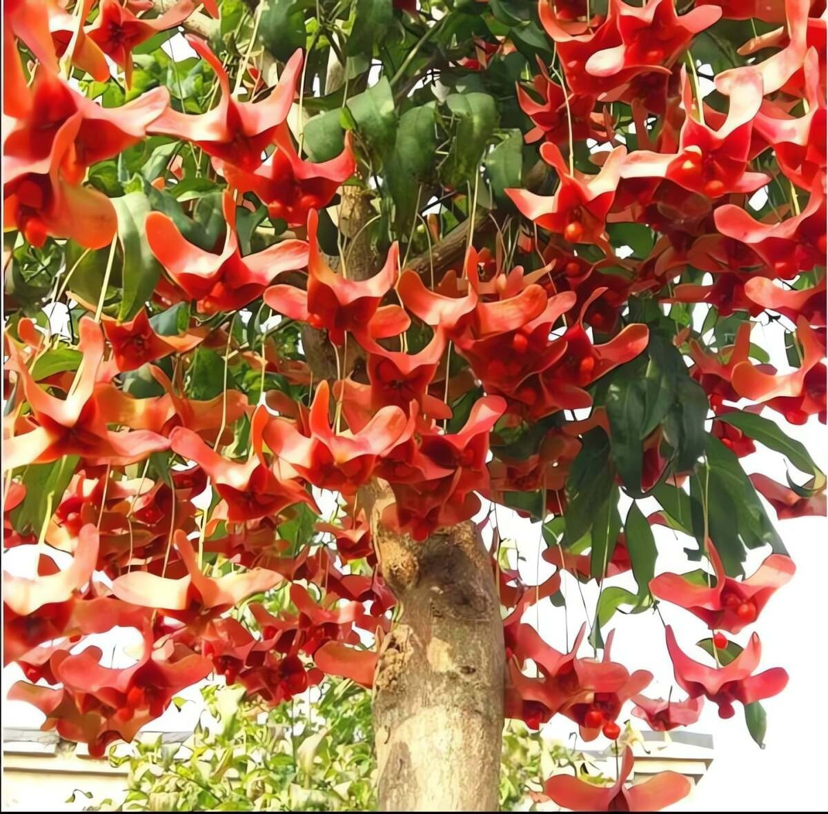  3. Bướm vàng – “cây tiền” treo lộc đỏ: Bướm vàng nổi bật với những quả treo lơ lửng như cánh bướm nhỏ. Khi chín, quả chuyển đỏ rực, rủ xuống thành từng chùm bắt mắt, có thể giữ trên cây đến nửa năm.