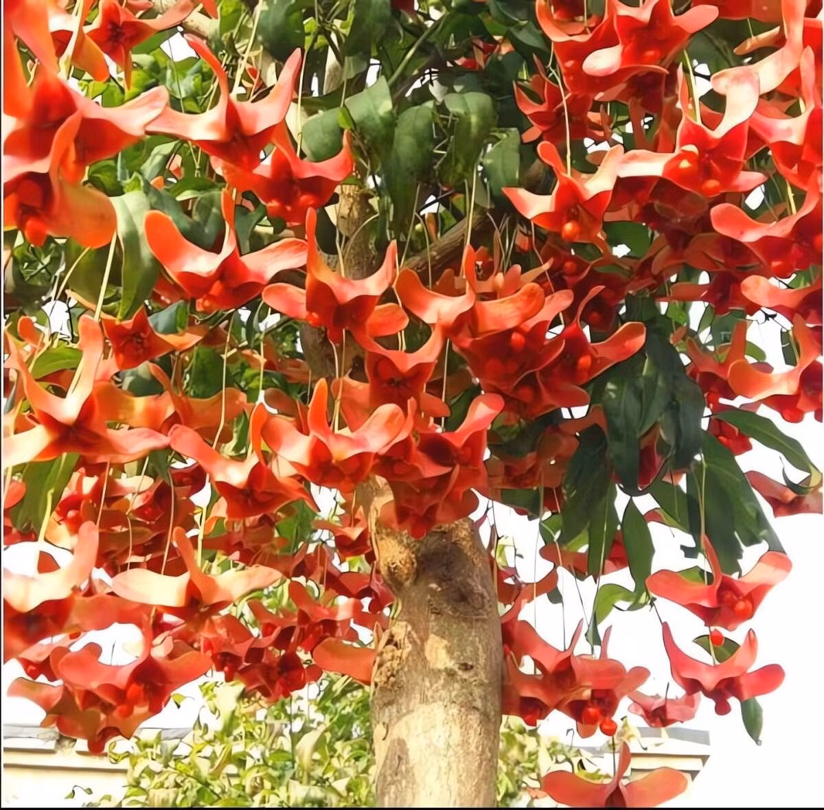  3. Bướm vàng – “cây tiền” treo lộc đỏ: Bướm vàng nổi bật với những quả treo lơ lửng như cánh bướm nhỏ. Khi chín, quả chuyển đỏ rực, rủ xuống thành từng chùm bắt mắt, có thể giữ trên cây đến nửa năm.