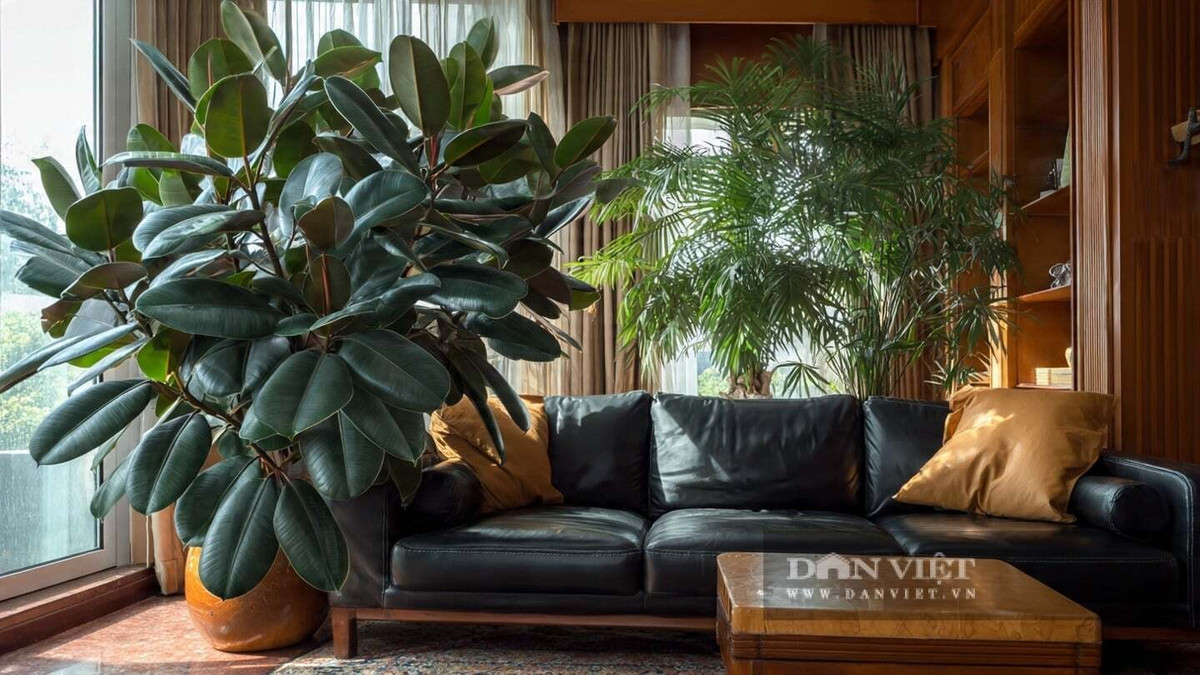4. Đa búp đỏ – “Ông vua” tận dụng không gian: Đa búp đỏ gây ấn tượng với lá to, dày, xanh đậm và bóng mượt, thân cây thẳng đứng, gọn gàng. Nhờ dáng cây đẹp tự nhiên, loài cây này rất phù hợp với những phòng khách rộng mà không cần cắt tỉa thường xuyên.