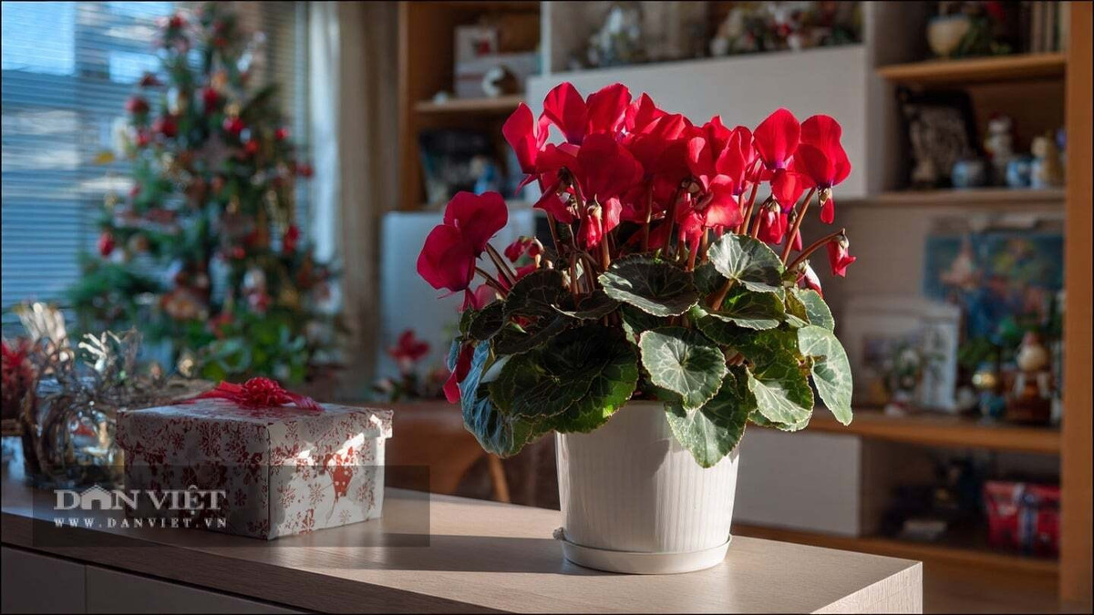 Những chậu anh thảo màu đỏ sẽ rất lễ hội
