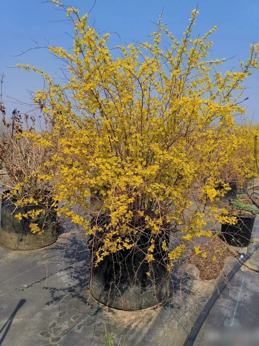 Cây cảnh thu hút bướm ong và ánh nhìn. Không chỉ đẹp, hoa còn có hương mật nhẹ nhàng, thu hút ong bướm đến làm tổ, tăng tính đa dạng sinh học cho khu vườn.