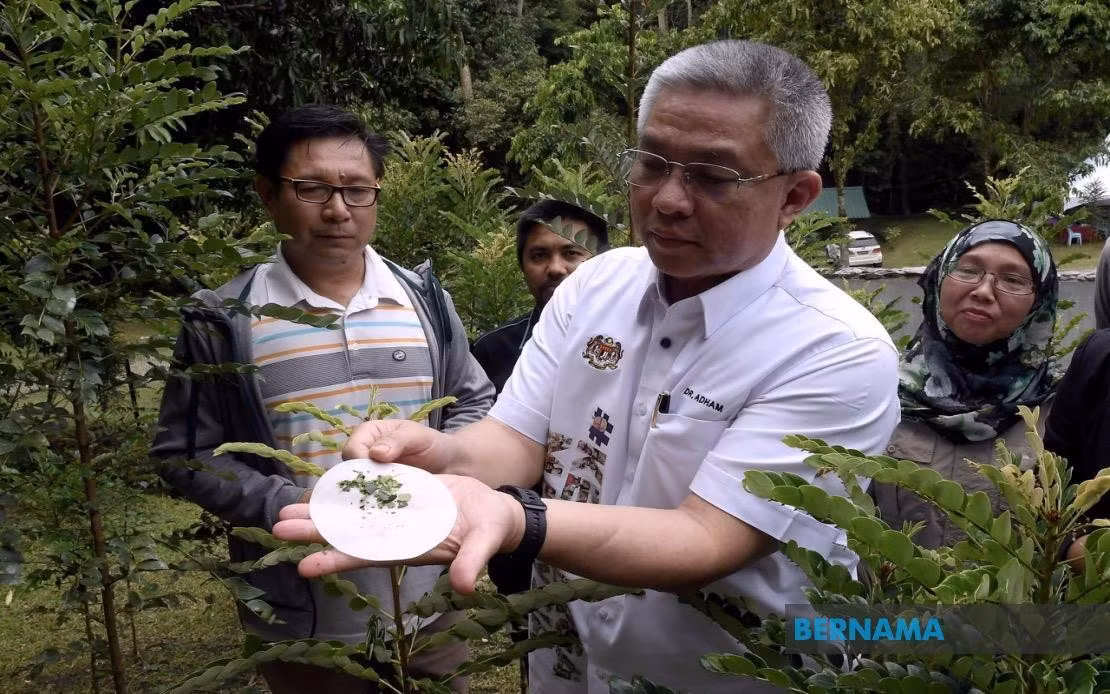 Phyllanthus rufuschaneyi có thể tích tụ tới 2,8% niken trong lá và 1,8% trong mô phloem, cho phép thu hoạch như một "kho báu sống".(Ảnh: Bernama)